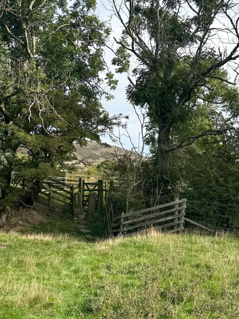 A gate in a hedgerow