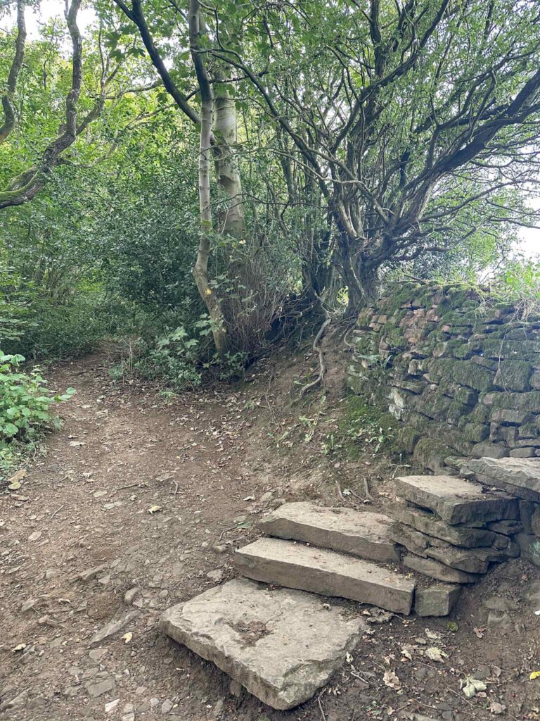 A woodland path