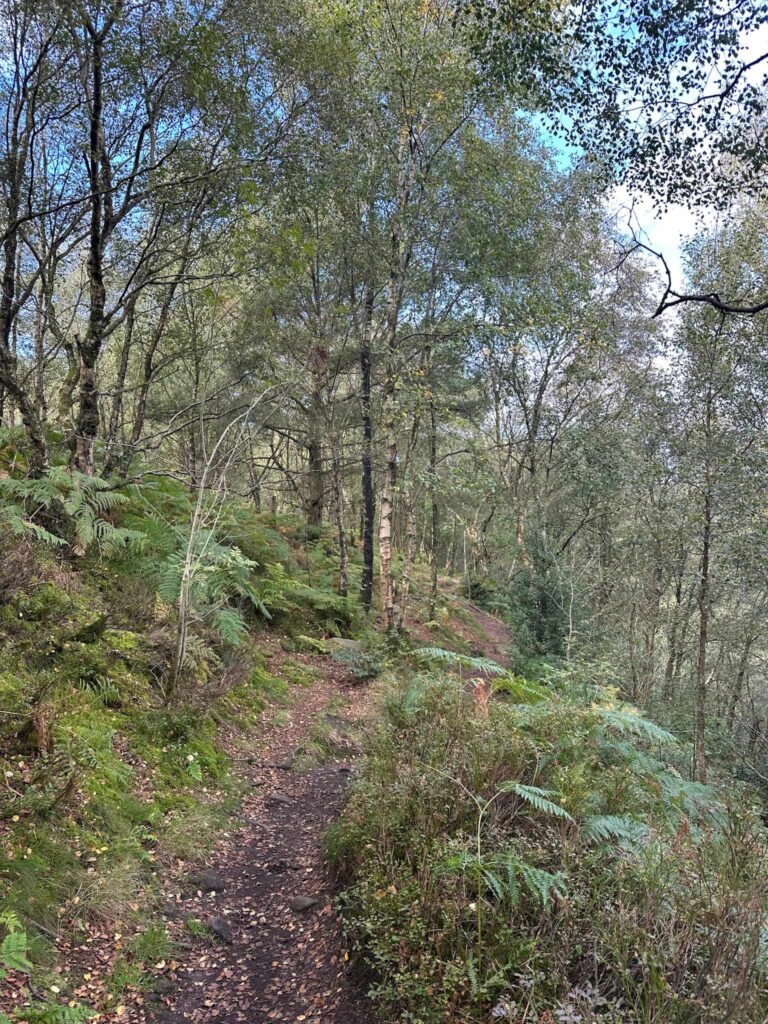 Woodland trails