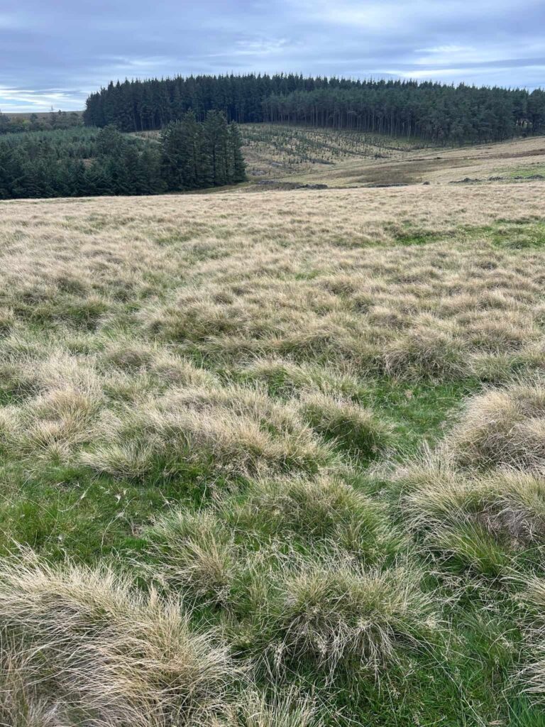 A grassy field showing the remains of WW1 trenches