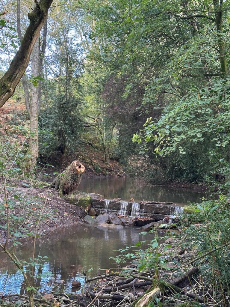 A weir in woodland